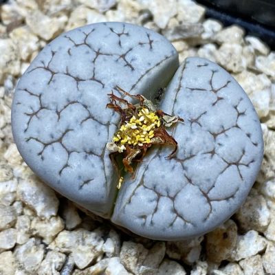 SH36837 Lithops gracilidelineata
