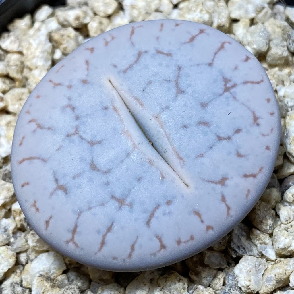 SH36838 Lithops pseudotruncatella ssp. volkii