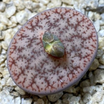 SH36839 Lithops pseudotruncatella v. dendritica
