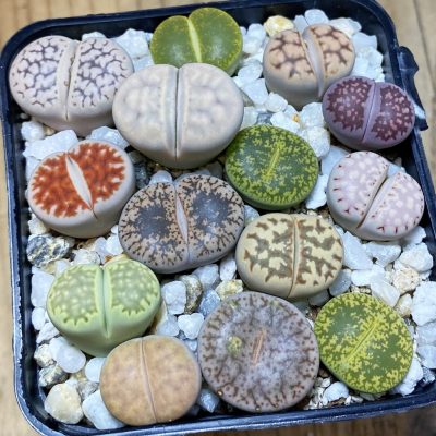 SH36840 Lithops mix