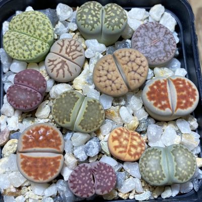 SH36841 Lithops mix