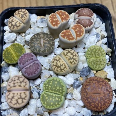 SH36842 Lithops mix
