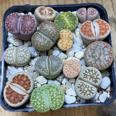 SH36843 Lithops mix