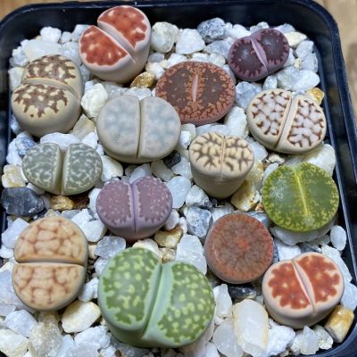 SH36844 Lithops mix
