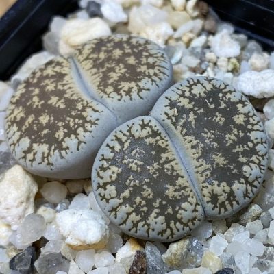 SH36845 Lithops lesliei v. venteri