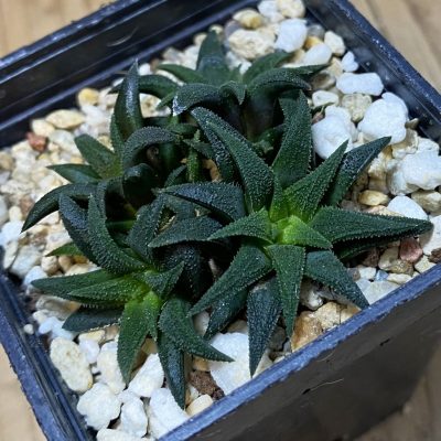SH36846 Haworthia parksiana