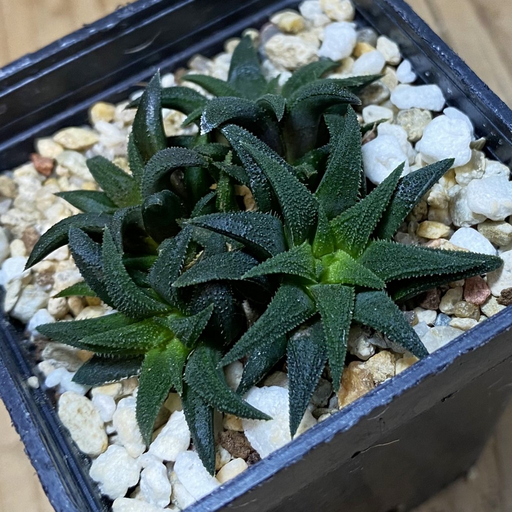 SH36846 Haworthia parksiana
