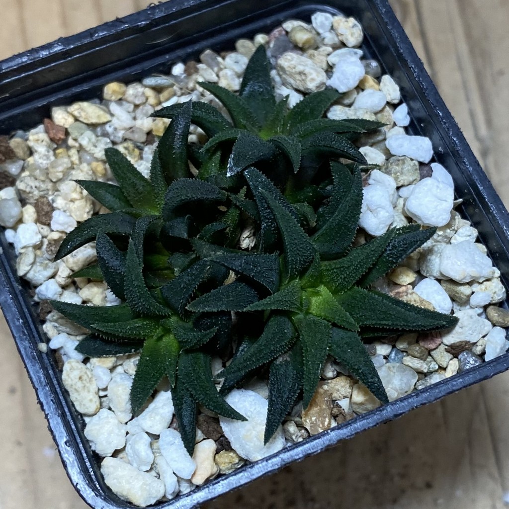 SH36846 Haworthia parksiana – Bild 2