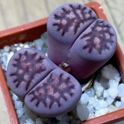 SH36789 Lithops salicola 'Sato's Violet' hybrid