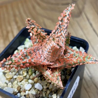SH36847 Aloe TCT hybrid