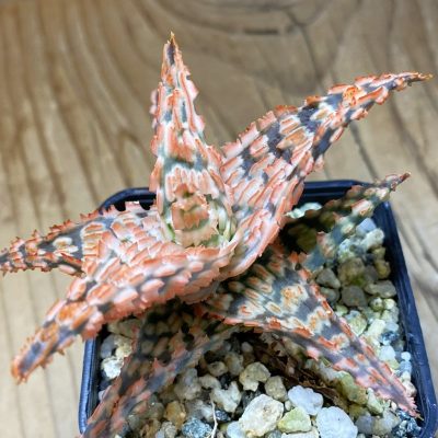 SH36848 Aloe TCT hybrid
