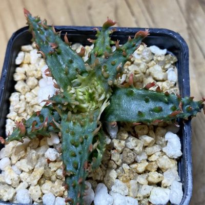 SH36849 Aloe TCT hybrid