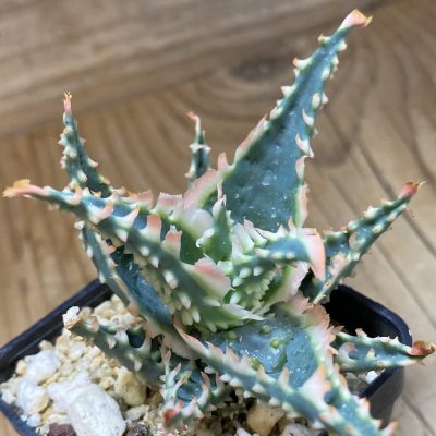 SH36850 Aloe TCT hybrid