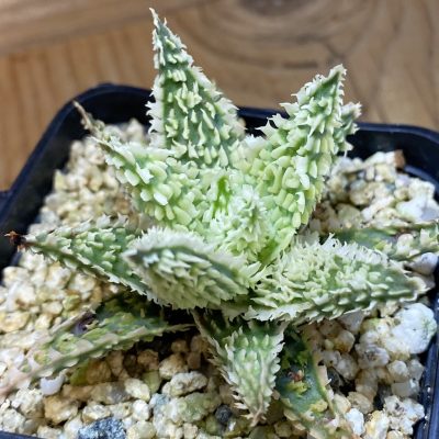 SH36851 Aloe TCT hybrid