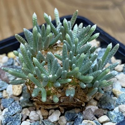 SH36853 Avonia alstonii