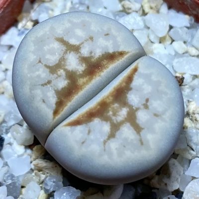 SH36790 Lithops julii 'Hot Lips'