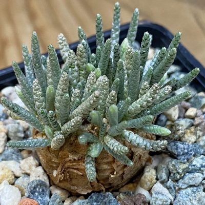SH36854 Avonia alstonii