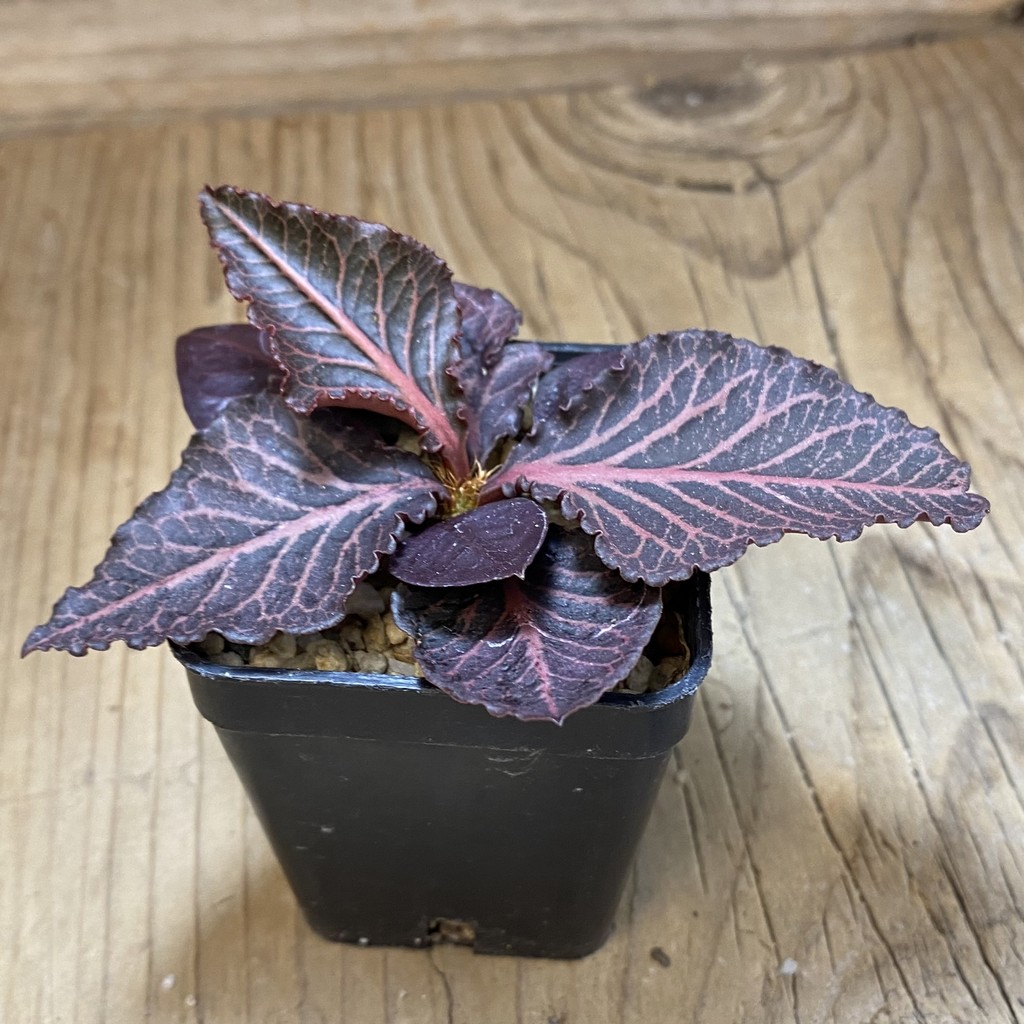 SH36855 Euphorbia francoisii hybrid – Bild 2