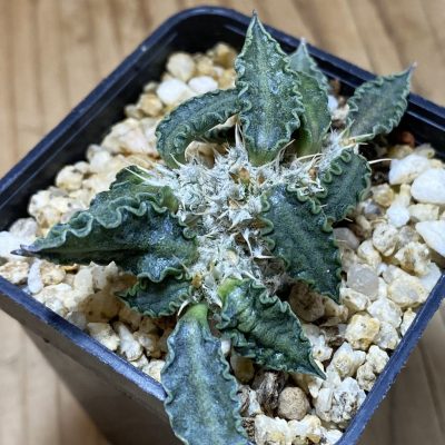 SH36856 Euphorbia tulearensis hybrid
