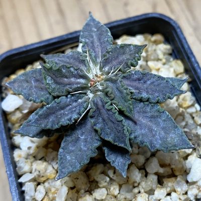 SH36857 Euphorbia tulearensis hybrid