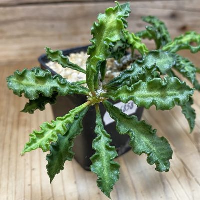 SH36858 Euphorbia decaryi v. spirosticha