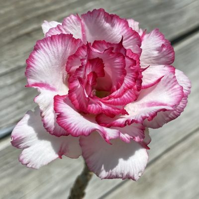 SH36859 Adenium 'Carnation'