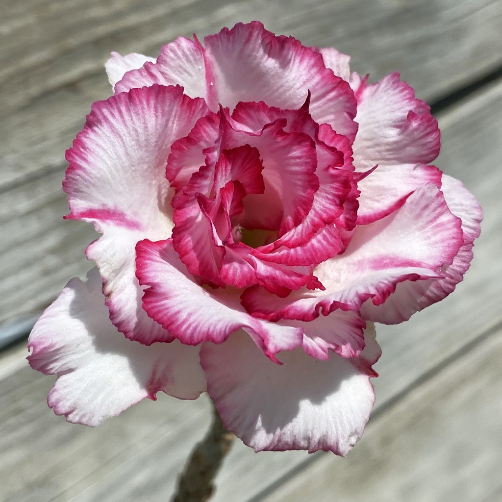 SH36859 Adenium 'Carnation'