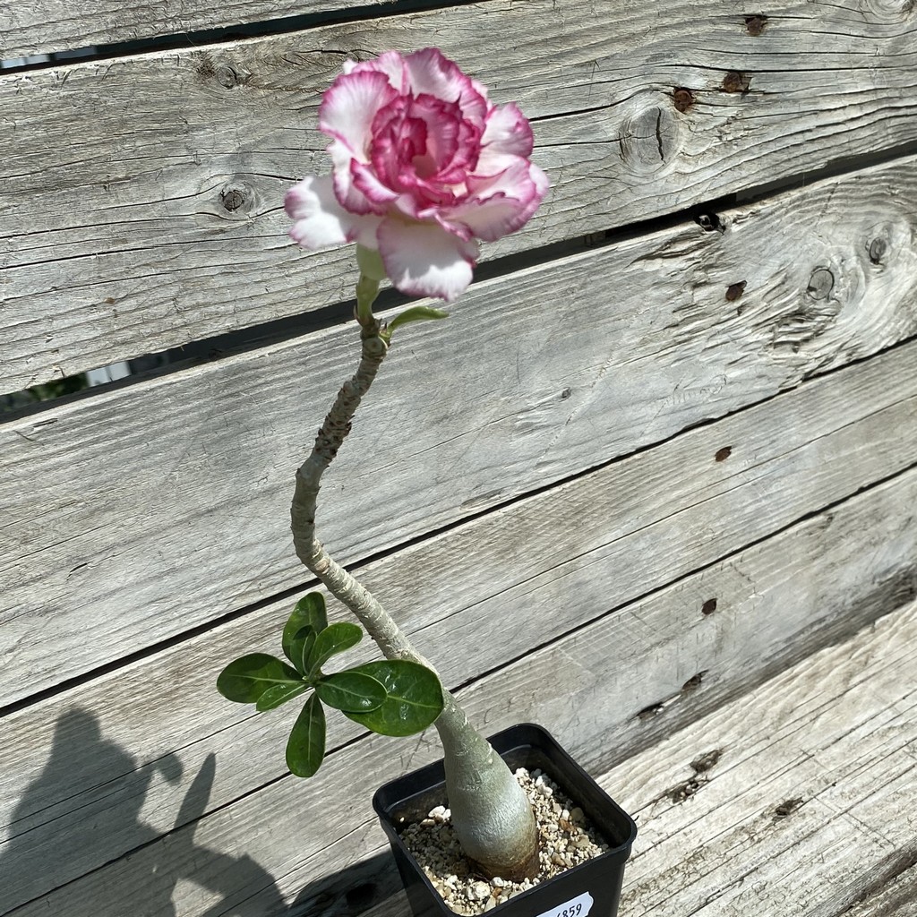 SH36859 Adenium 'Carnation' – Bild 2