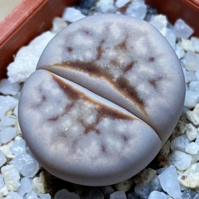 SH36791 Lithops julii 'Hot Lips'