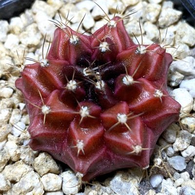 SH36860 Gymnocalycium mihanovichii ‘Neon’ hybrid