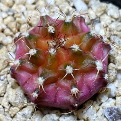 SH36861 Gymnocalycium mihanovichii ‘Neon’ hybrid