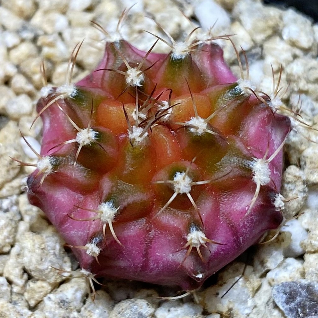 SH36861 Gymnocalycium mihanovichii ‘Neon’ hybrid