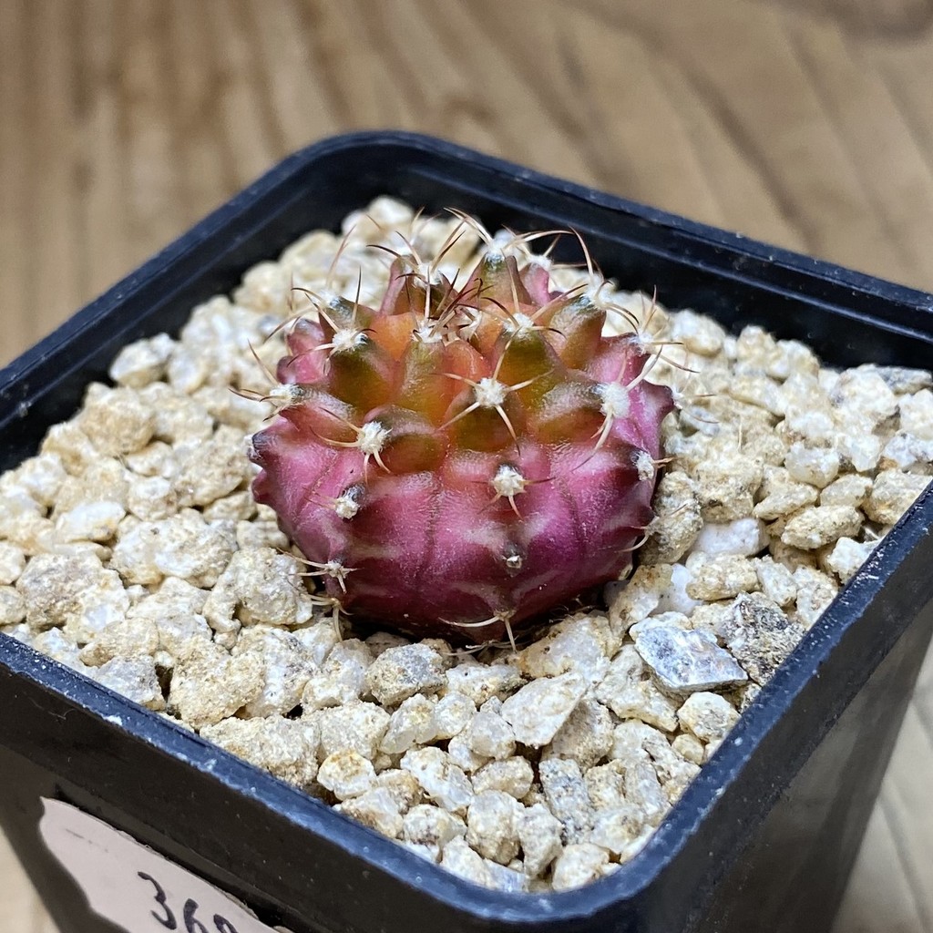 SH36861 Gymnocalycium mihanovichii ‘Neon’ hybrid – Bild 2