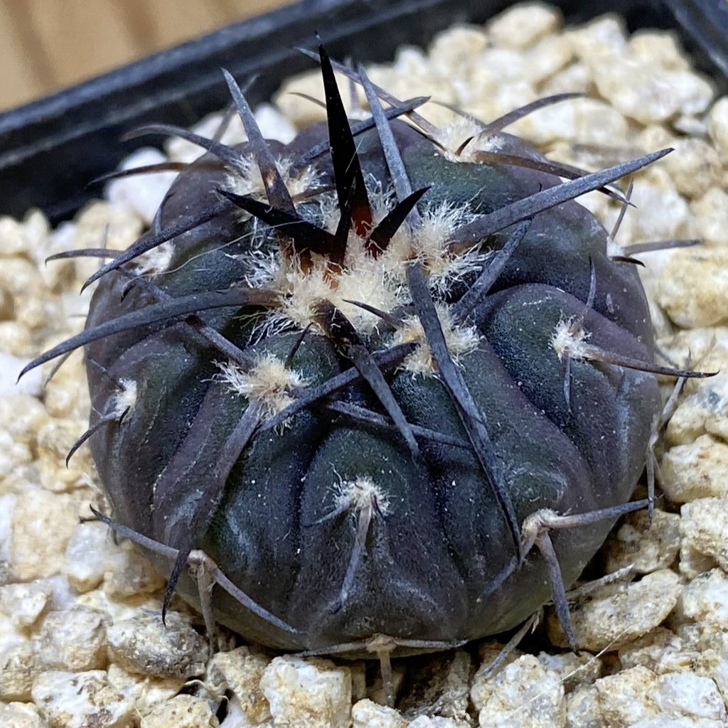 SH36862 Gymnocalycium spegazzinii v. major VG 090
