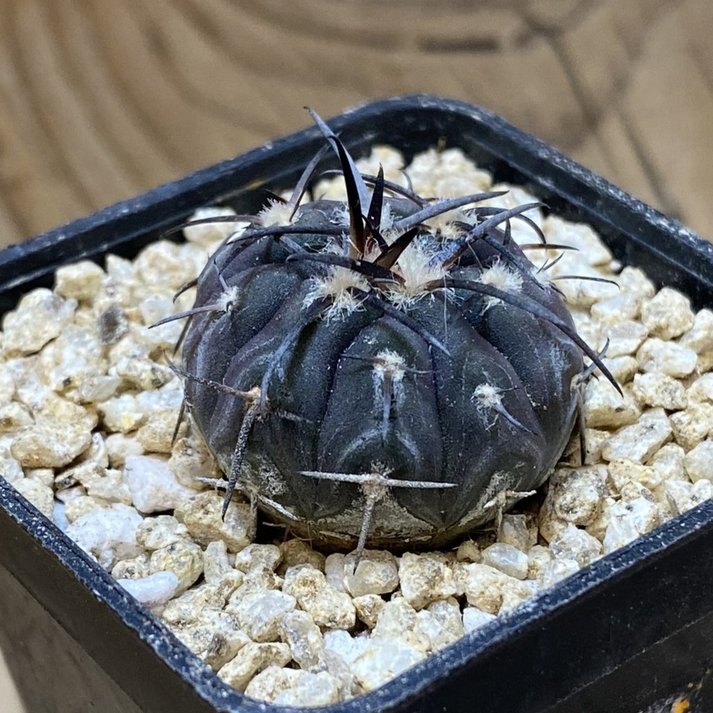 SH36862 Gymnocalycium spegazzinii v. major VG 090 – Bild 2