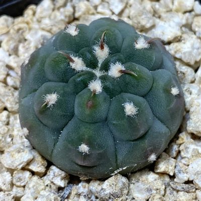 SH36863 Gymnocalycium vatteri v. unguispinum, seedling