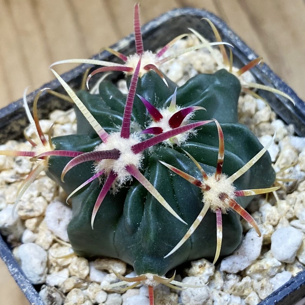 SH36864 Ferocactus latispinus