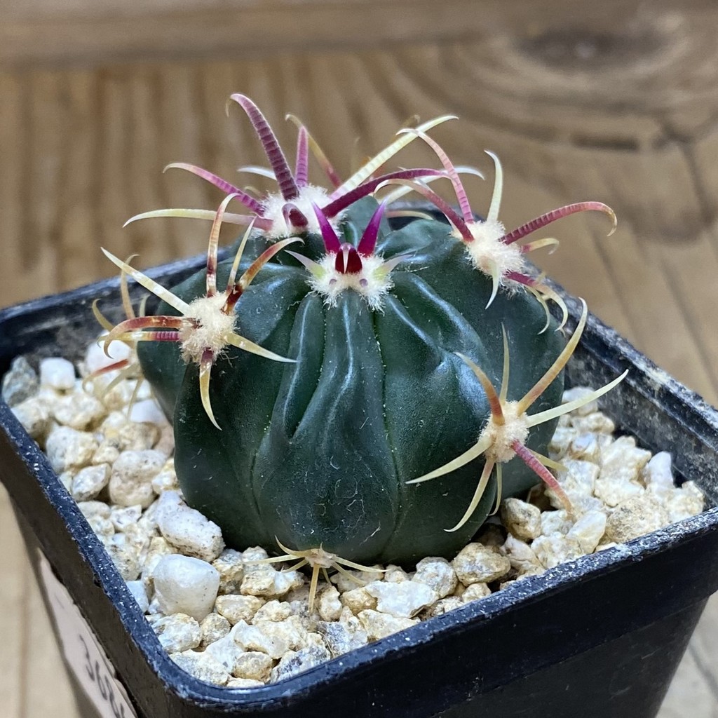 SH36864 Ferocactus latispinus – Bild 2