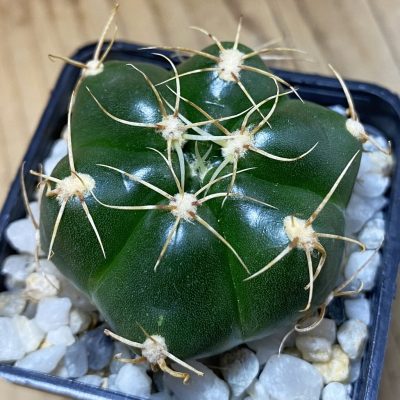 SH36865 Gymnocalycium denudatum 'Jan Suba'