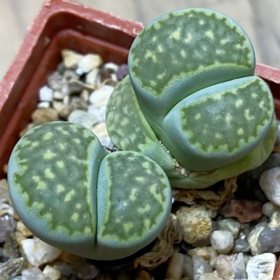 SH36792 Lithops salicola 'Malachite'