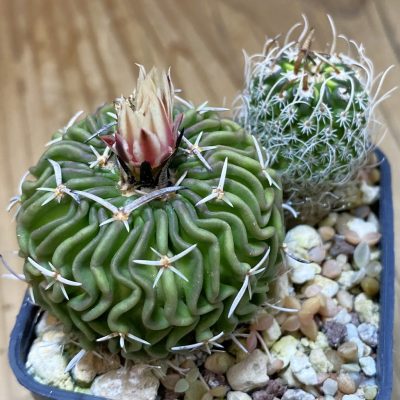 SH36868 Echinofossulocactus phyllacanthus, 2 plants