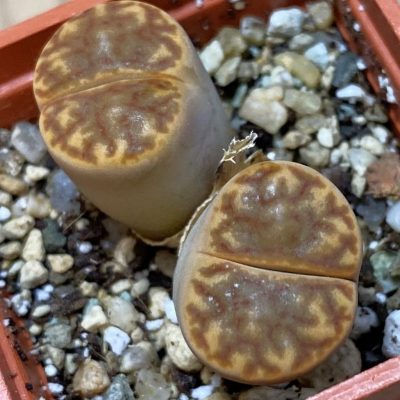 SH36785 Lithops bromfieldii