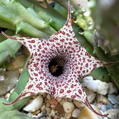 SH36871 Huernia hislopii