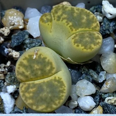 SH36793 Lithops bromfieldii ‘Sulphurea’