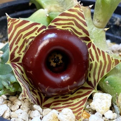 SH36873 Huernia zebrina