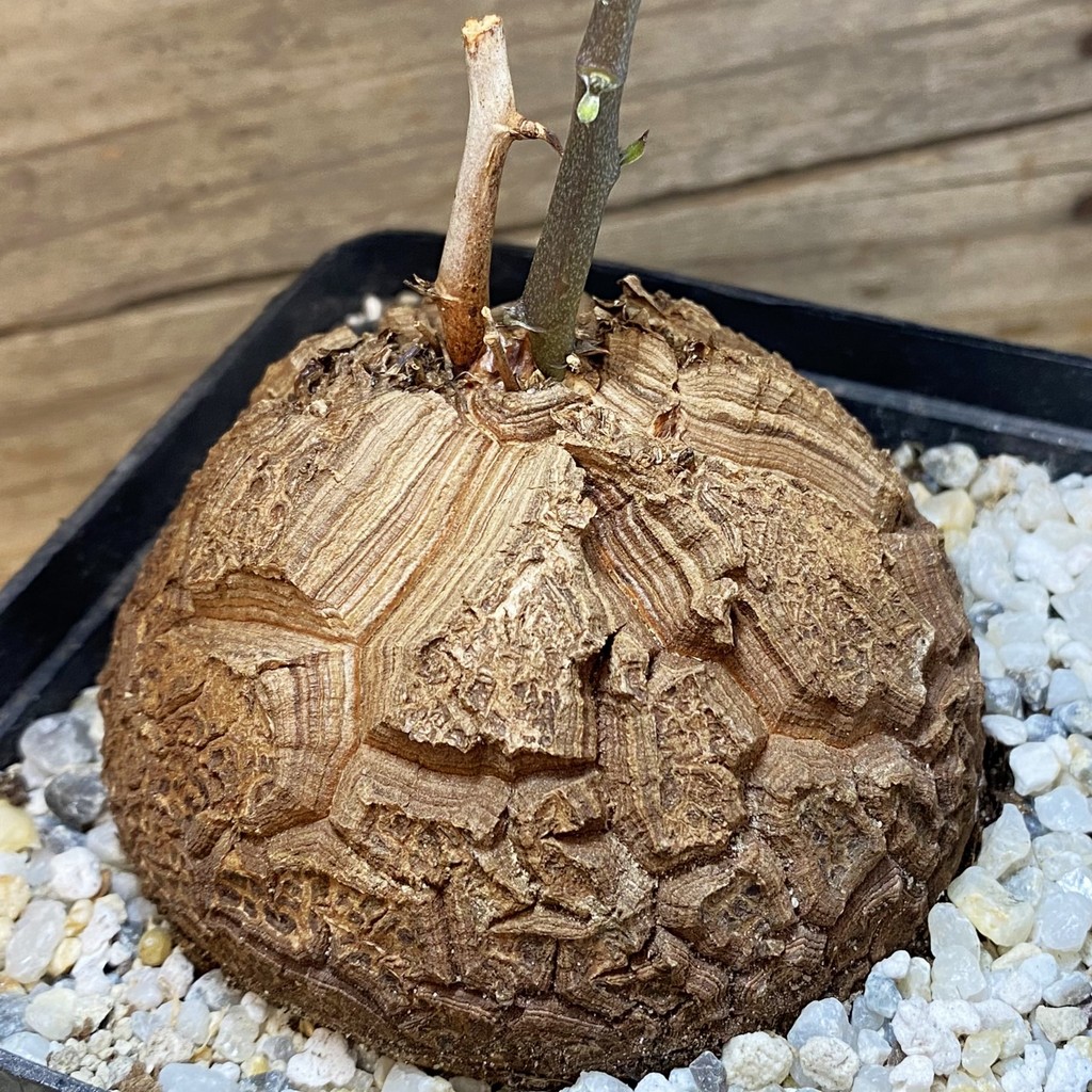 SH36874 Dioscorea elephantipes
