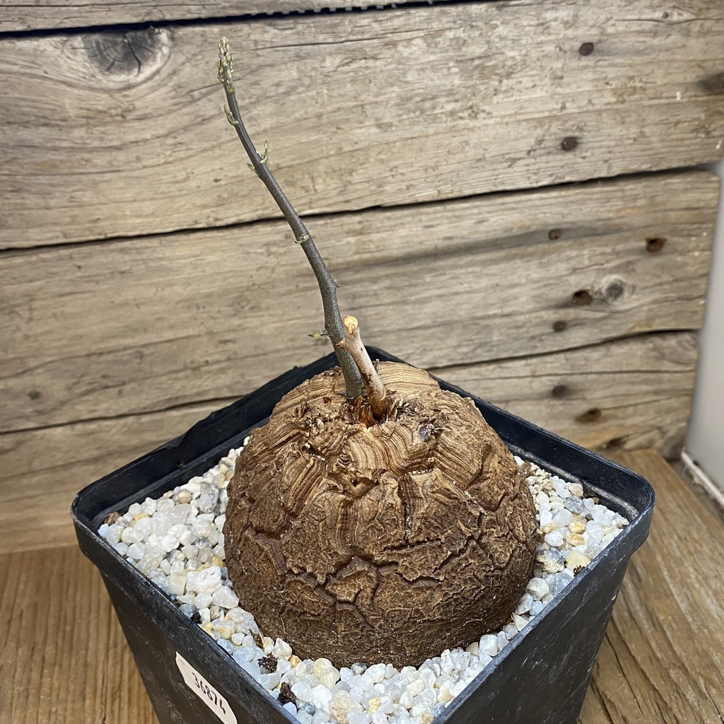 SH36874 Dioscorea elephantipes - Image 2