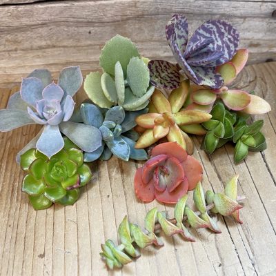 SH36876 Succulents mix, cuted