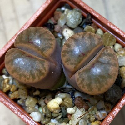 SH36794 Lithops bromfieldii ‘Coral’