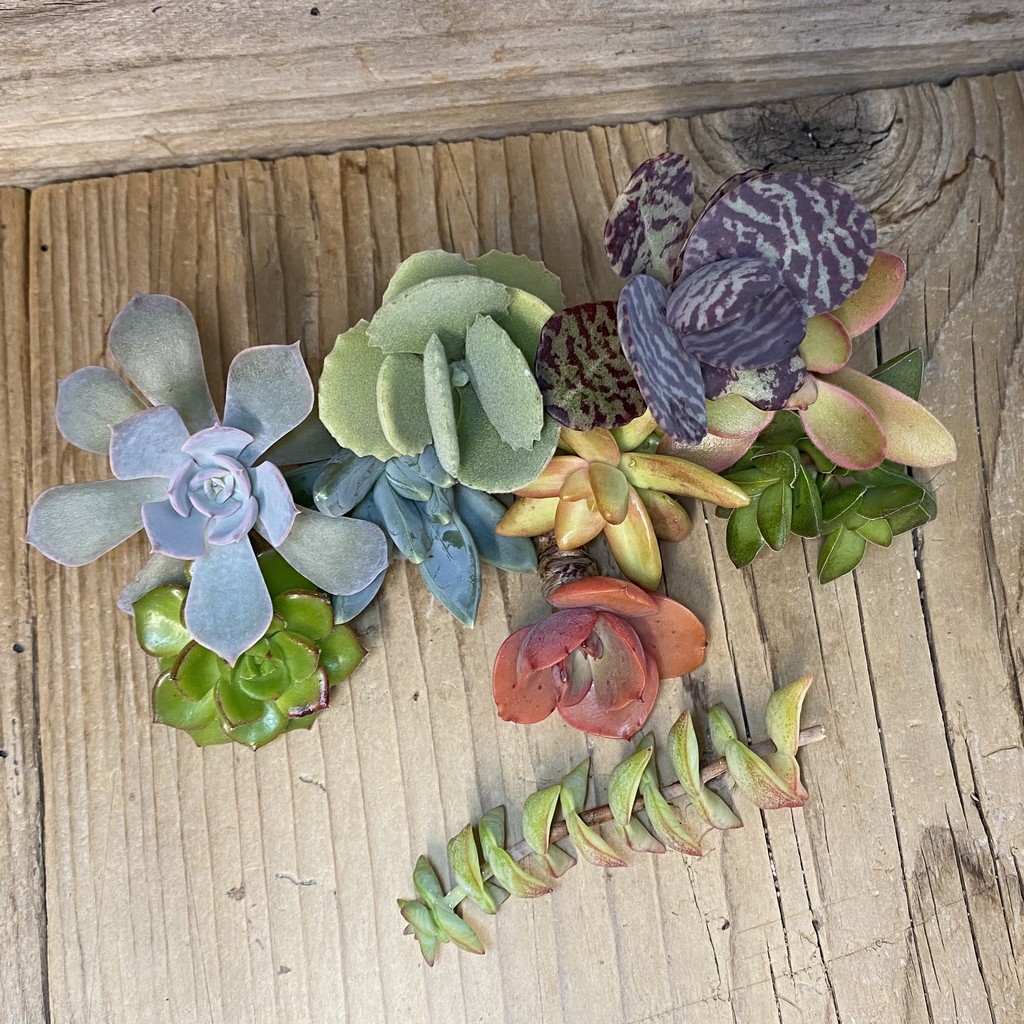 SH36876 Succulents mix, cuted - Image 2